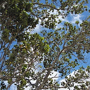 Picture 060
